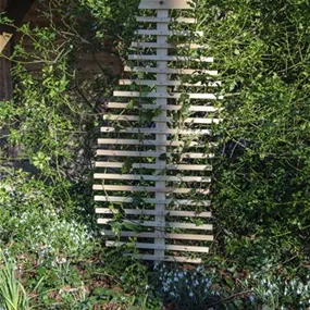 Rankhilfe Fraxinus-Blatt Rankhilfe Fraxinus-Blatt