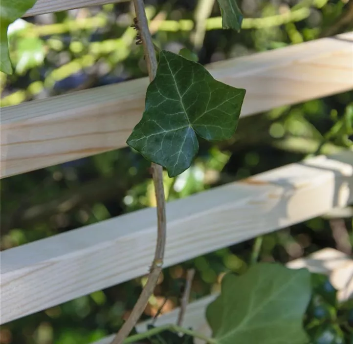 Rankhilfe Fraxinus-Blatt