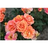 bellaflora Gartencenter GmbH