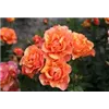 bellaflora Gartencenter GmbH