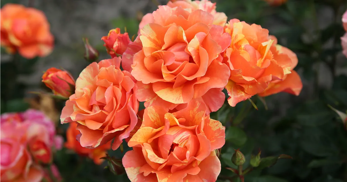 Rosa Lollipop, Beetrose 'Lollipop'® - Bellaflora