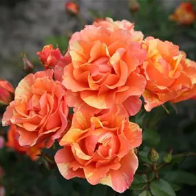 Rosa Lollipop Rosa Lollipop