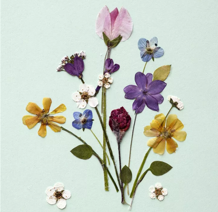 Serviette Bunches (ST)