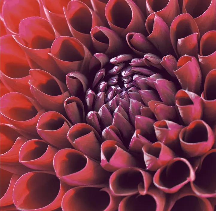 Serviette Dahlia delight