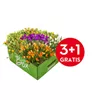 bellaflora Gartencenter GmbH