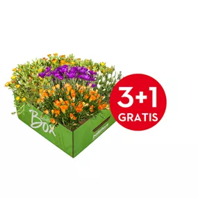 Mittagsblume