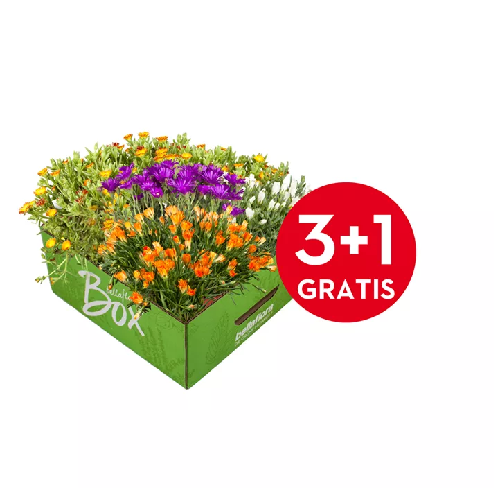 Mittagsblume