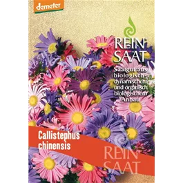 Sommeraster