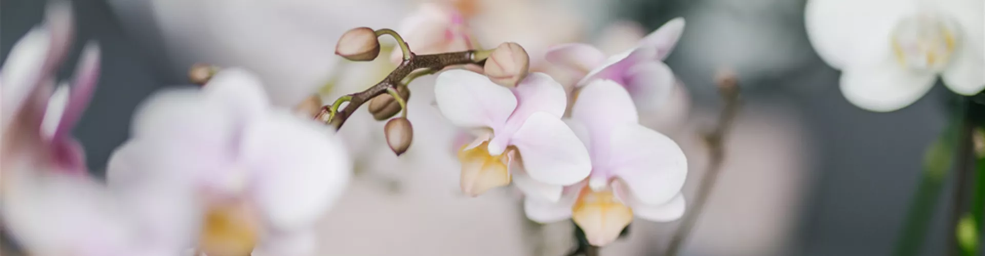 Geschenkideen für Lehrer*innen - Bellaflora