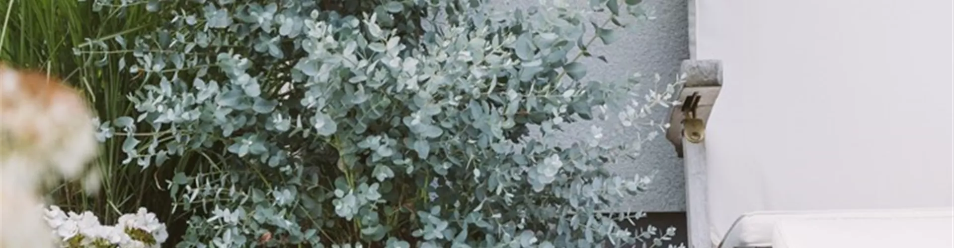 Wochenendaktionen Oliven & Eukalyptus - Bellaflora