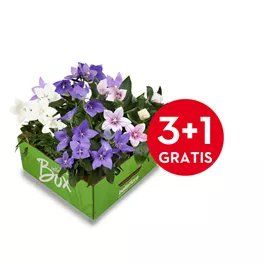 Platycodon grandiflorus in Farben