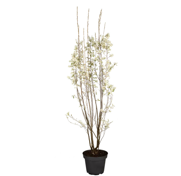 Säulen-Felsenbirne 'Rainbow Pillar'®
