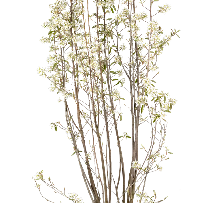 Säulen-Felsenbirne 'Rainbow Pillar'®