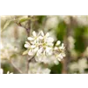 bellaflora Gartencenter GmbH