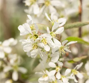 Amelanchier lamarckii Rainbow Pillar (Lieferartikel)