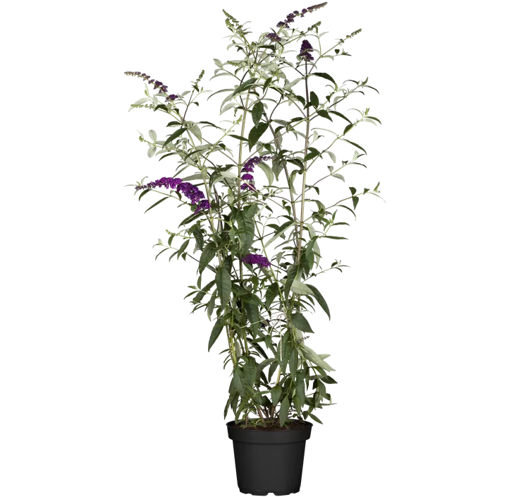 Sommerflieder 'Black Knight'