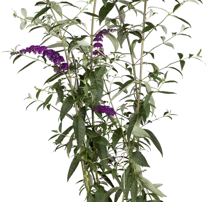 Sommerflieder 'Black Knight'