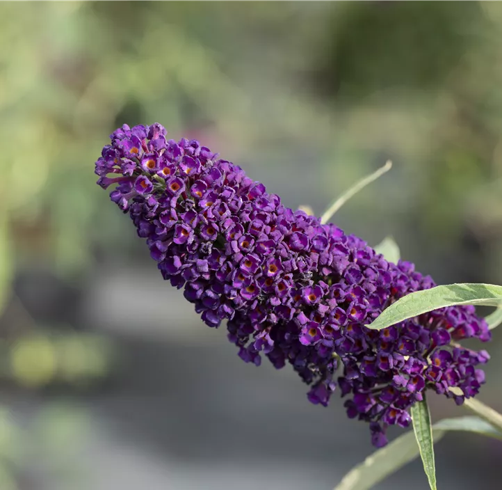 Sommerflieder 'Black Knight'
