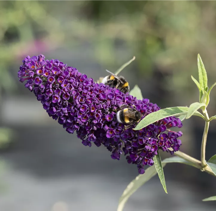 Sommerflieder 'Black Knight'