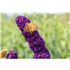 bellaflora Gartencenter GmbH