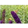 bellaflora Gartencenter GmbH