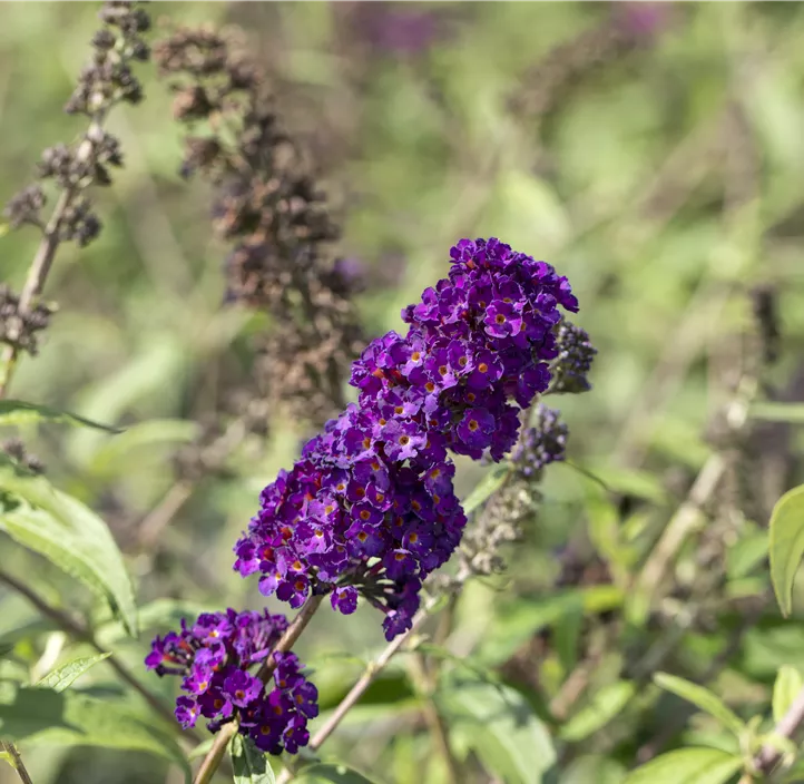 Sommerflieder 'Black Knight'