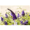 bellaflora Gartencenter GmbH