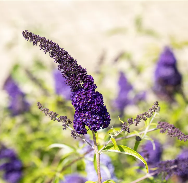 Sommerflieder 'Black Knight'