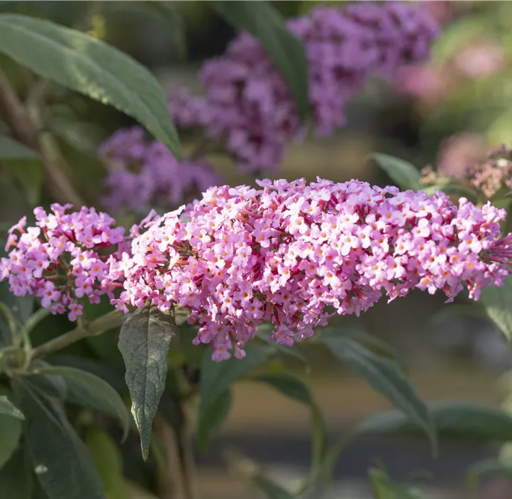 Sommerflieder 'Fascination'