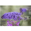 bellaflora Gartencenter GmbH