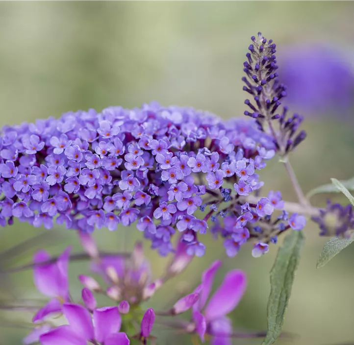 Sommerflieder 'Ile de France'