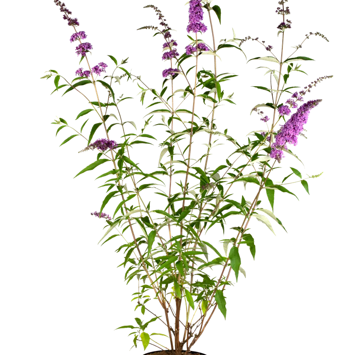 Sommerflieder 'Ile de France'