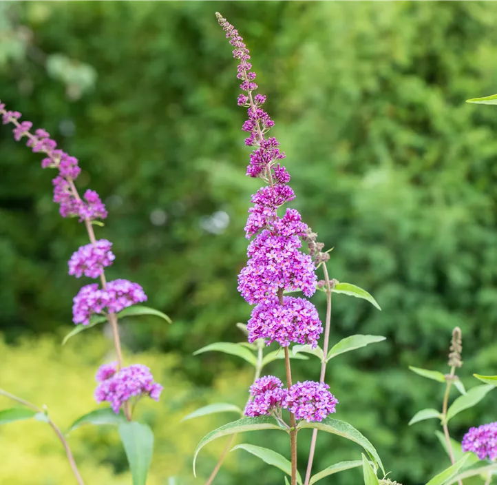 Sommerflieder 'Ile de France'