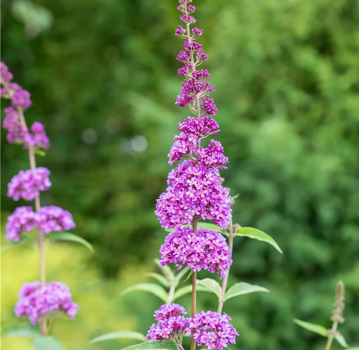 Sommerflieder 'Ile de France'