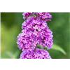 bellaflora Gartencenter GmbH