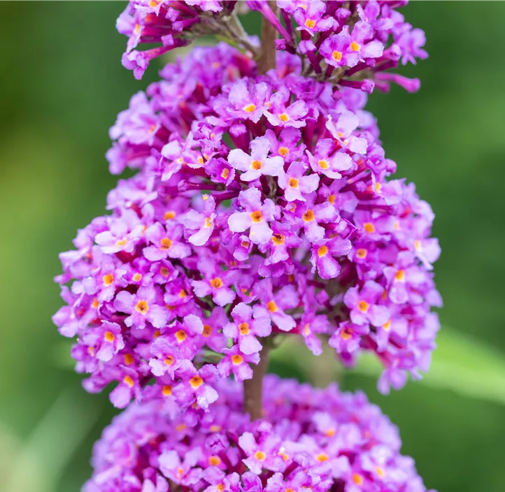 Sommerflieder 'Ile de France'