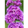 bellaflora Gartencenter GmbH