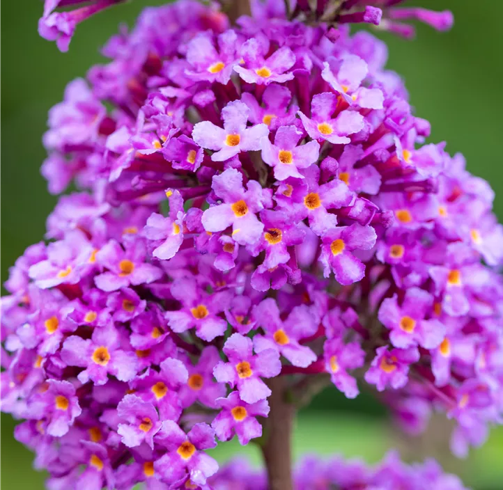 Sommerflieder 'Ile de France'