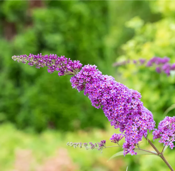 Sommerflieder 'Ile de France'