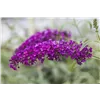 bellaflora Gartencenter GmbH