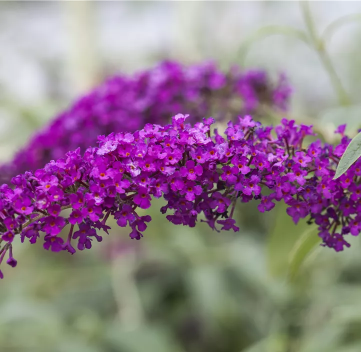 Sommerflieder 'Royal Red'