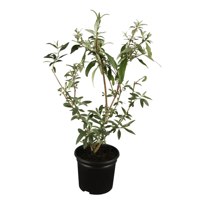 Sommerflieder 'Royal Red'