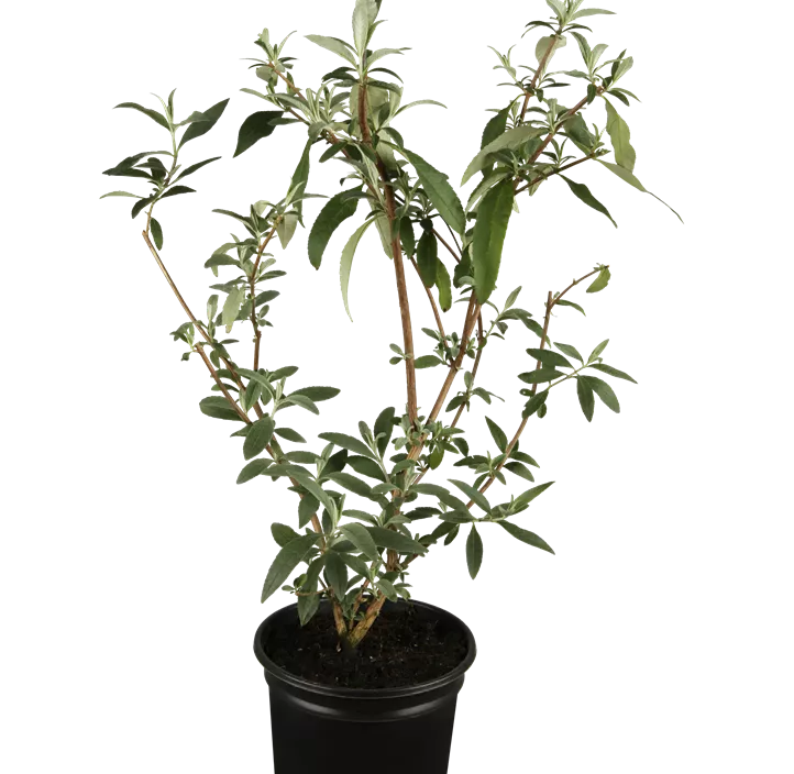 Sommerflieder 'Royal Red'