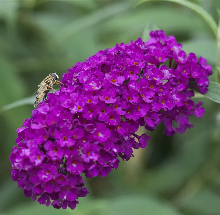 Sommerflieder 'Royal Red'