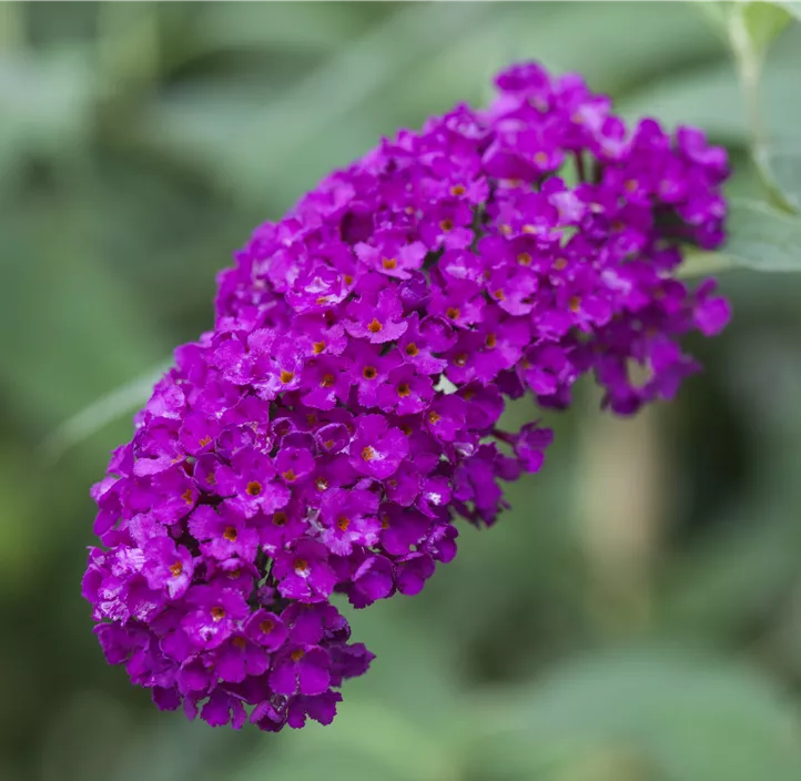 Sommerflieder 'Royal Red'