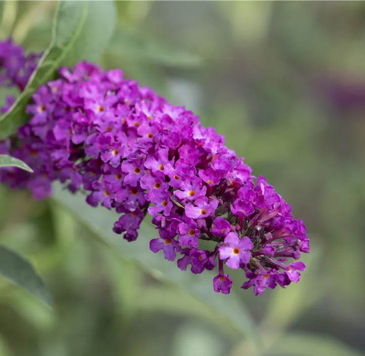 Sommerflieder 'Royal Red'