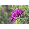 bellaflora Gartencenter GmbH