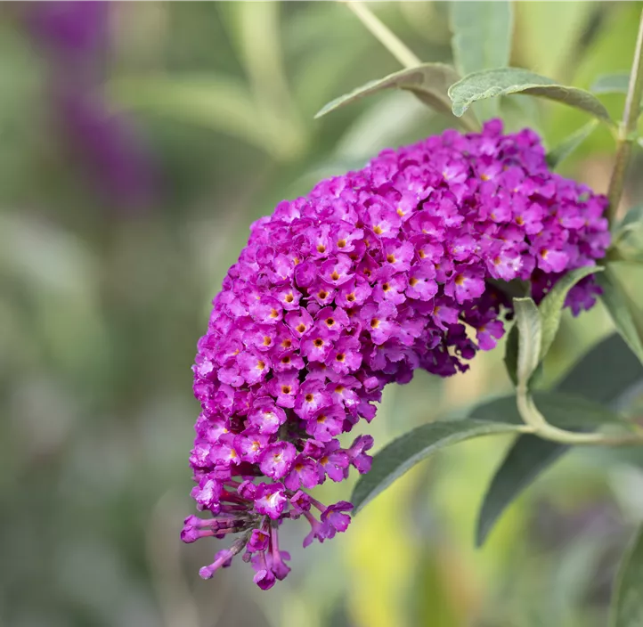 Sommerflieder 'Royal Red'