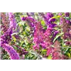 bellaflora Gartencenter GmbH