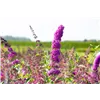 bellaflora Gartencenter GmbH